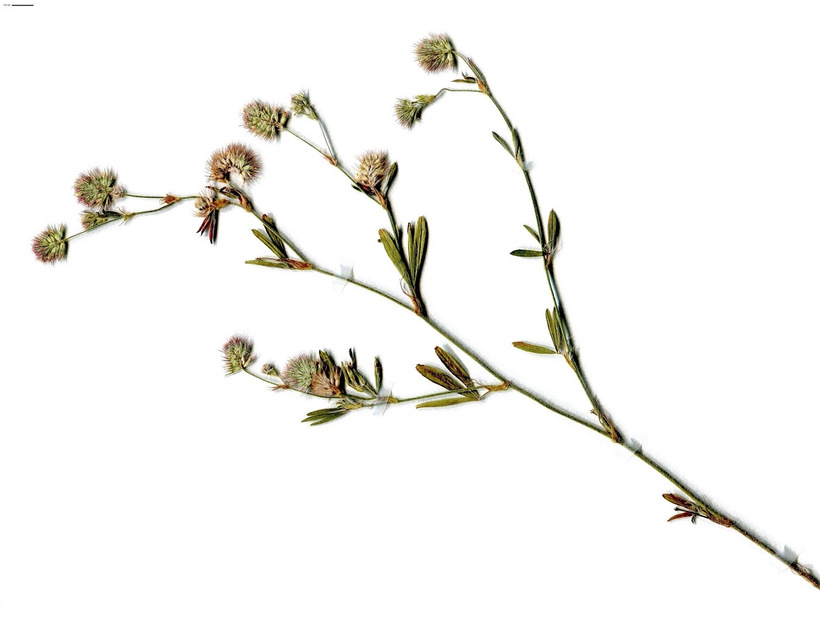 Trifolium arvense var. gracile (Fabaceae)